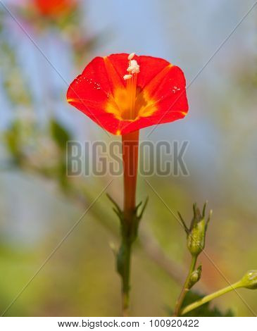 Small Red Morning Glory