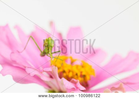 Green Praying Mantis grooms Foreleg