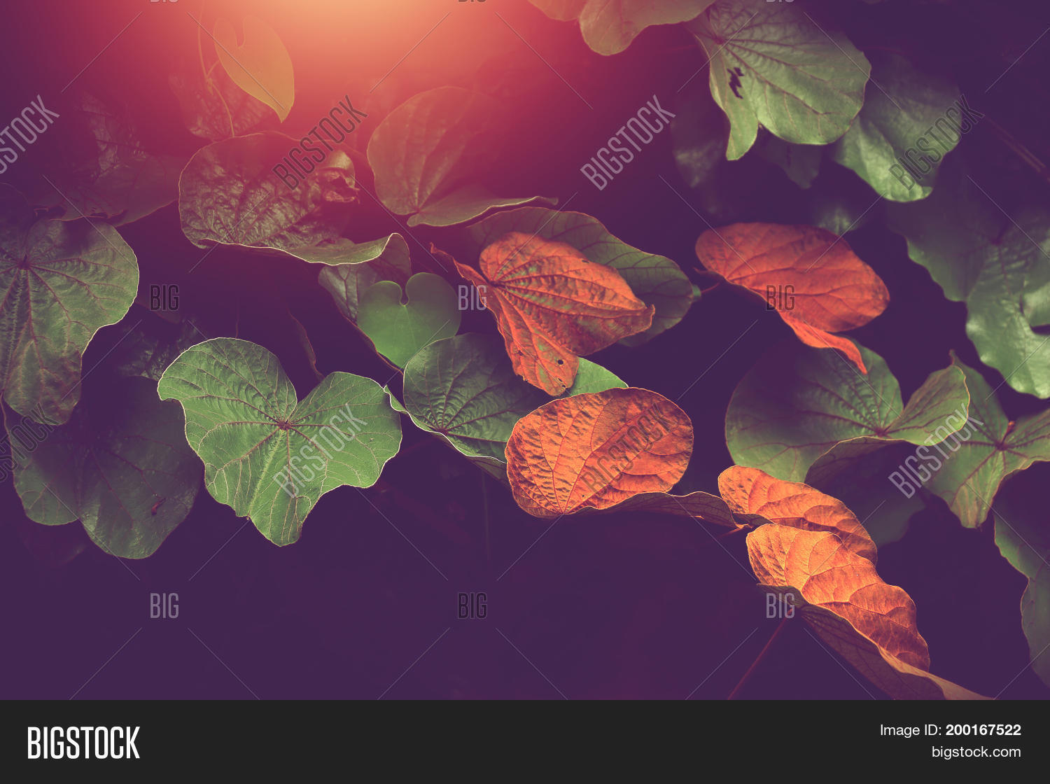 Image Preview