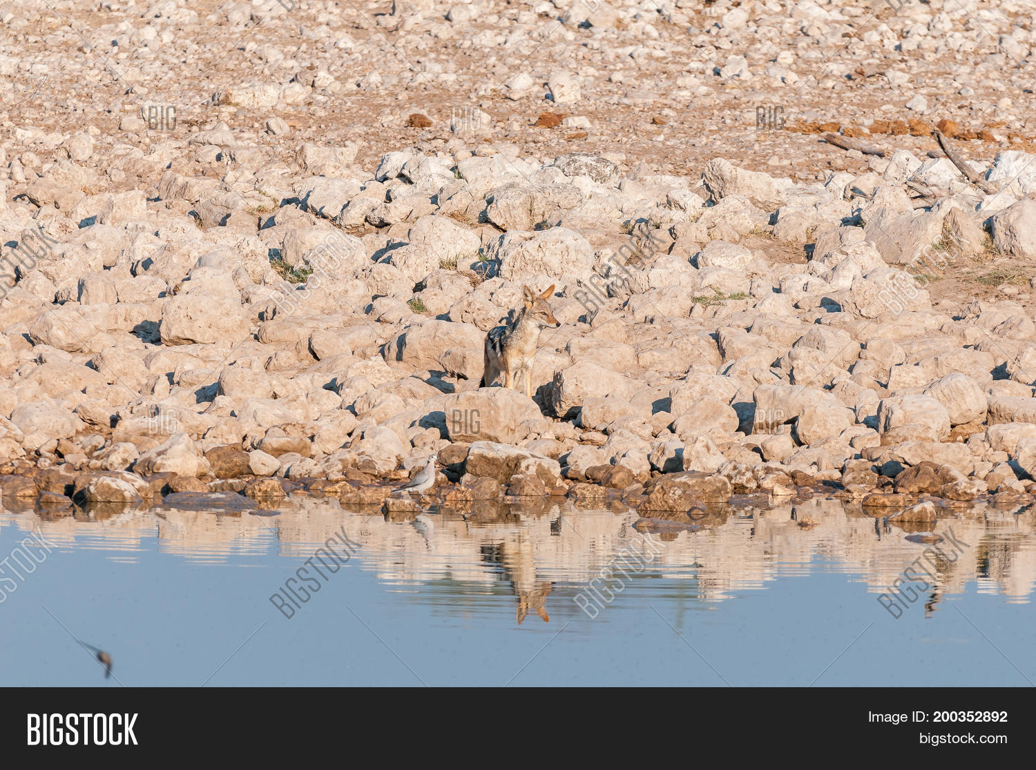 Image Preview