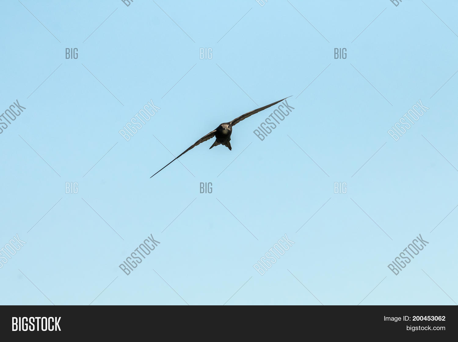 Image Preview