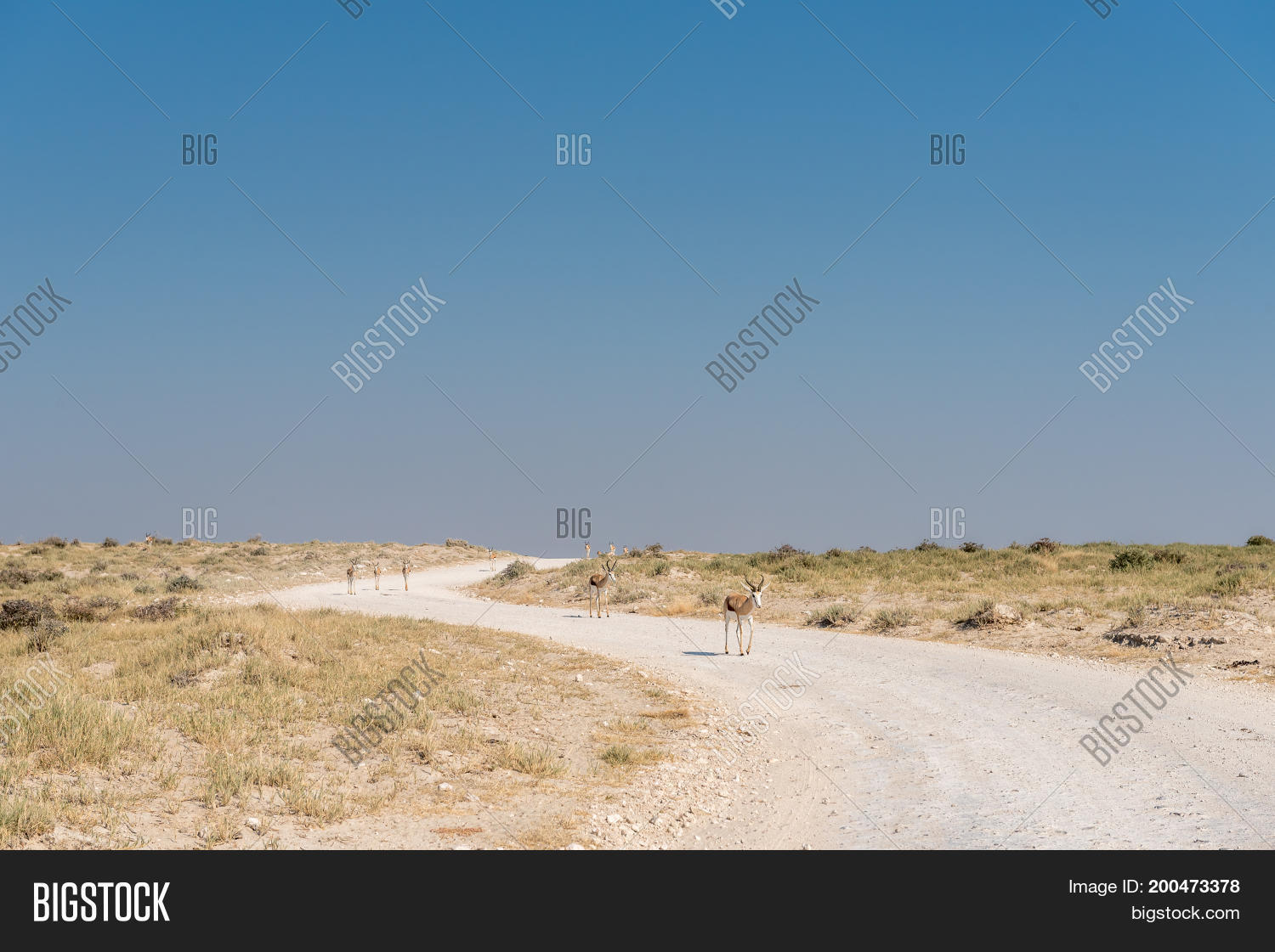 Image Preview