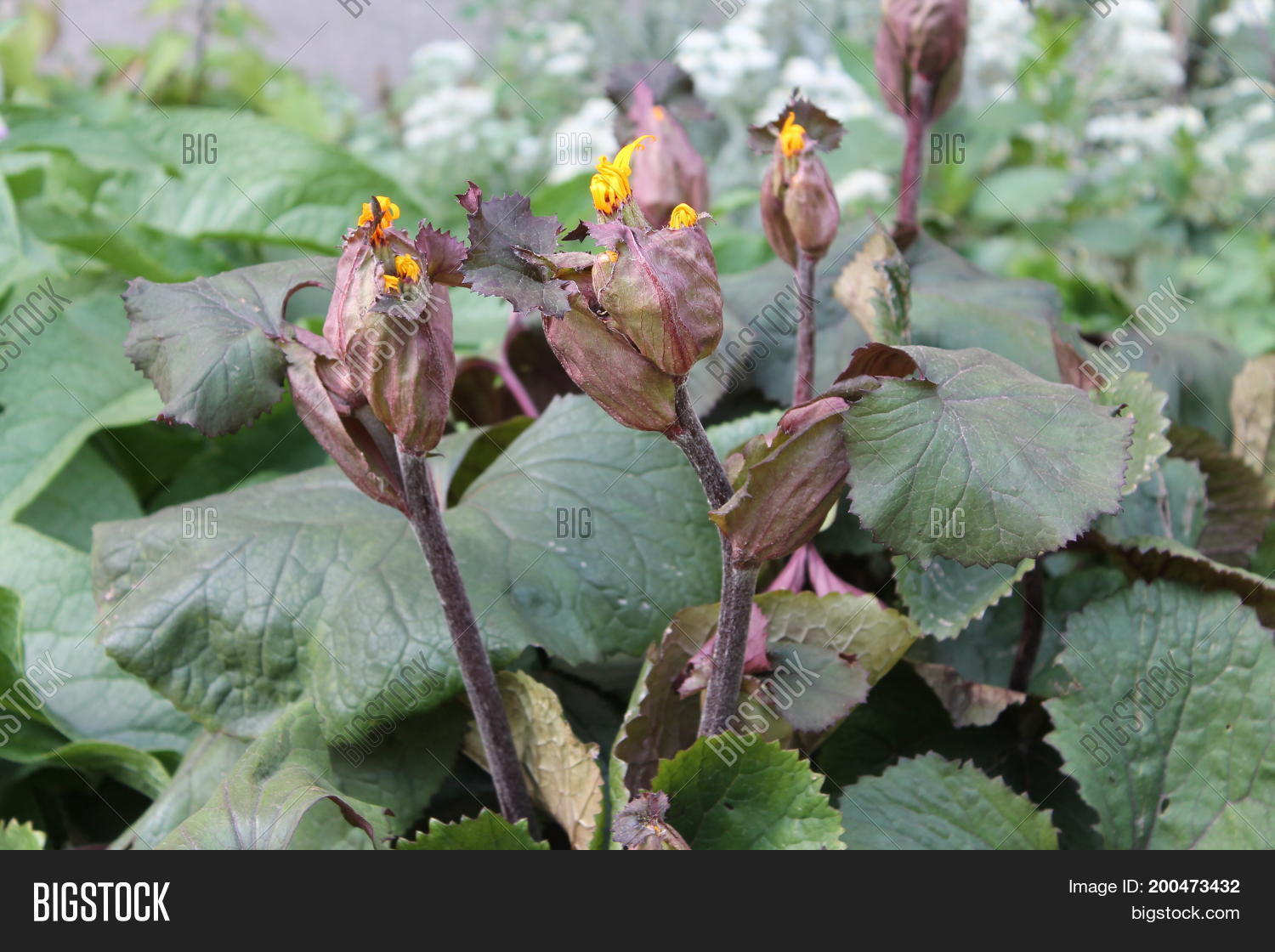 Image Preview