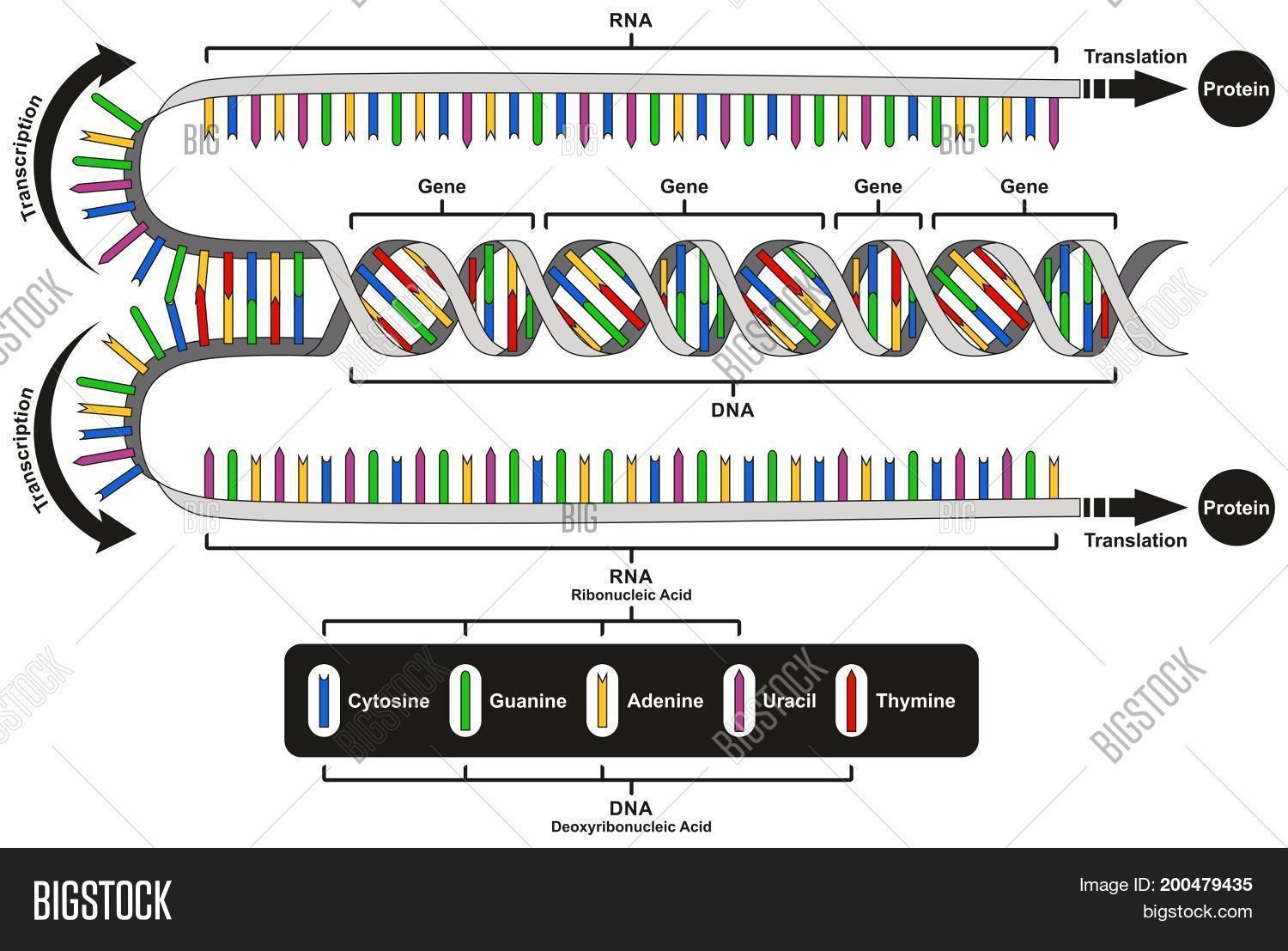 Central dogma flowchart