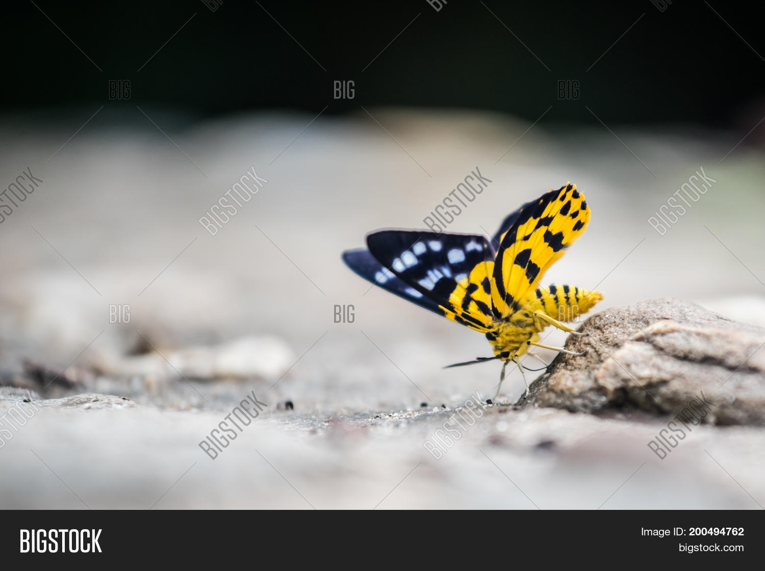 Image Preview