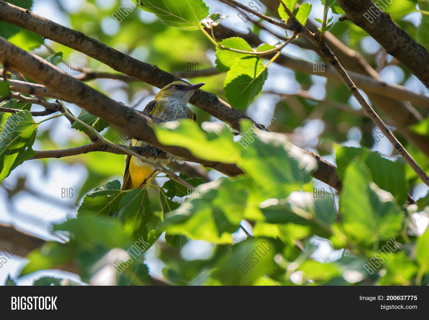 Image Preview