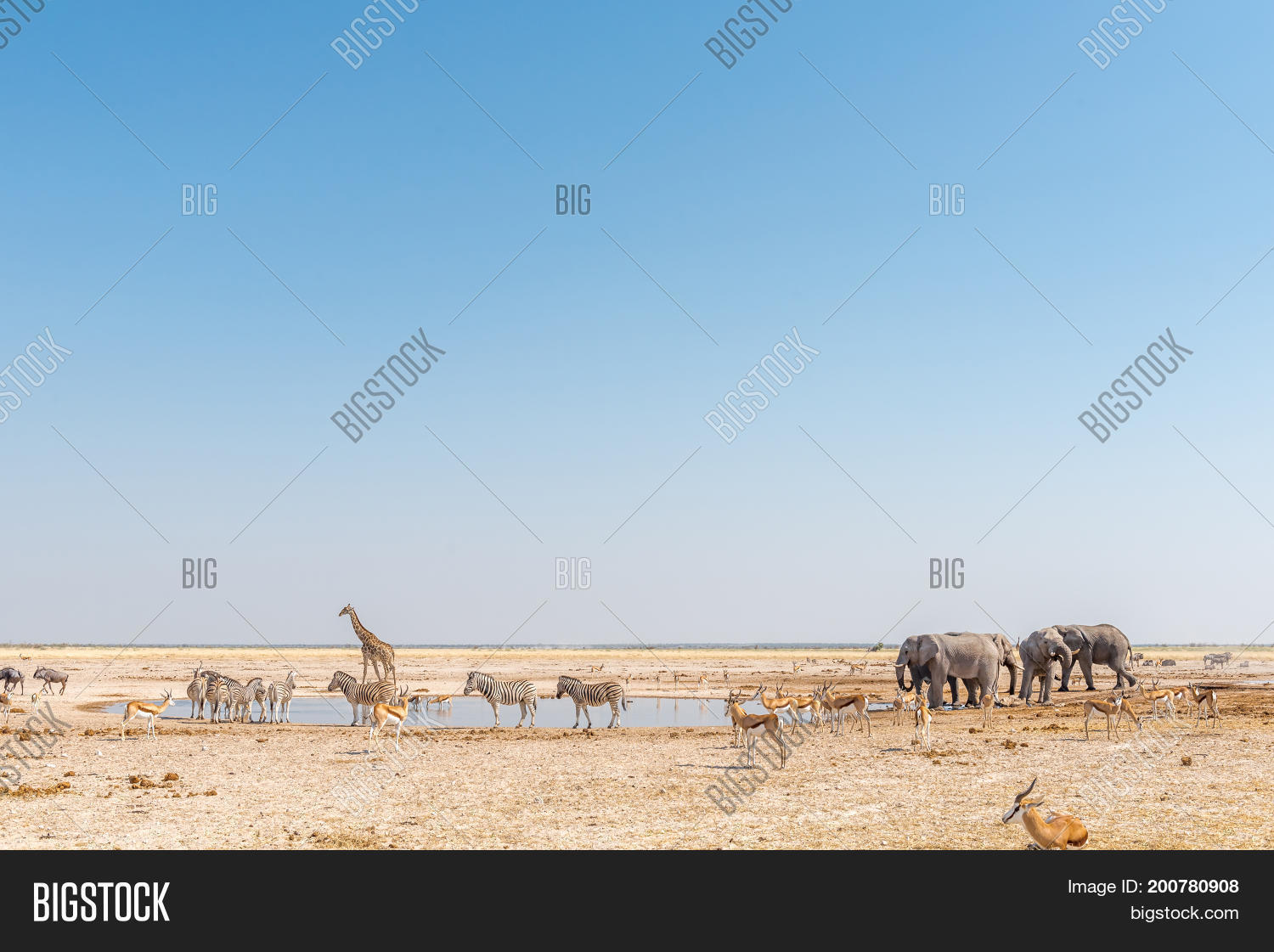 Image Preview