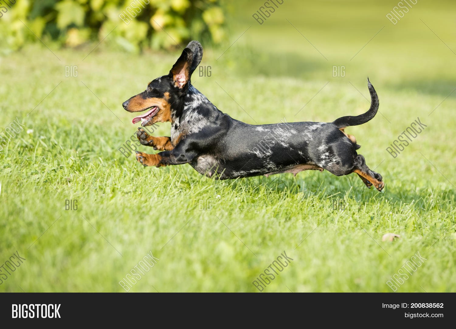 Dachshund Runs Along Image & Photo (Free Trial) Bigstock