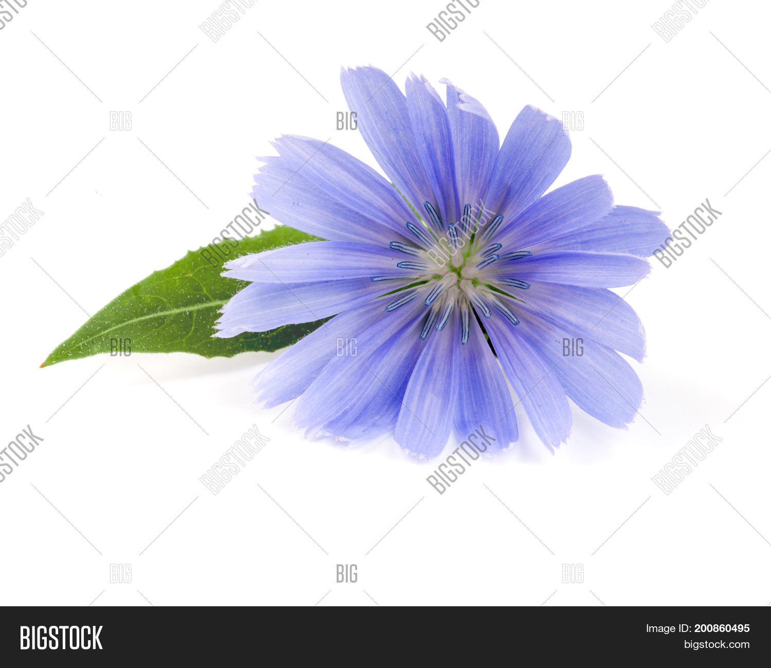 Image Preview