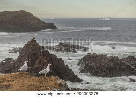 Seagulls Cliffside And Iceberg