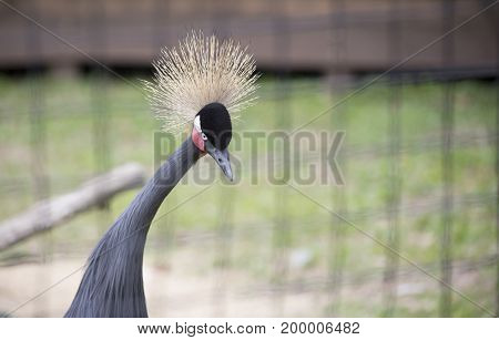 Black Crowned Crane