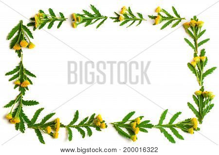 tansy with leaf isolated on a white background with copy space for your text. Top view. Medical herb.