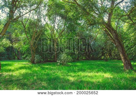 Forest park with a pond in the city center in bright sunny summer weather