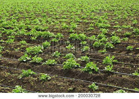Beds of potato bushes on plantation