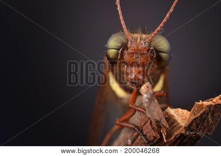 extreme macro image of an beautiful owlfly