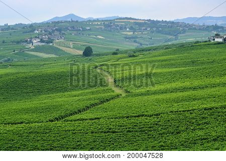 Rural landscape at summertime along the road from Ganaghello to Vicobarone (Piacenza Emilia Romagna Italy) in the Tidone valley. Vineyards