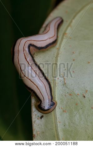 image of a hammerhead worm on green leaf