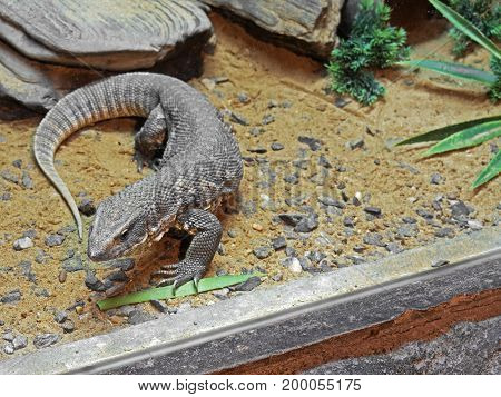 Closeup Savannah Monitor on Stone with Sand