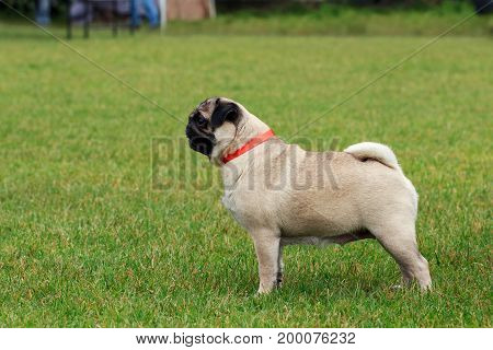 Dog breed Pug on the green grass