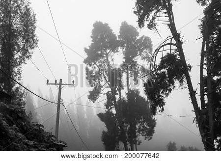 Trees electricity pole and wires in foggy clouds. Dramatic black and white scene.