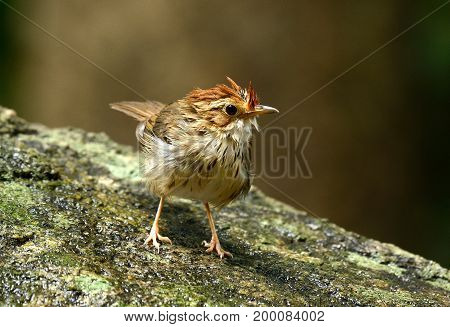 beautiful Puff-throated Babbler (Pellorneum ruficef) in Thai forest