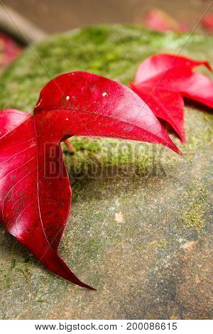 red maple leaf on rock close up