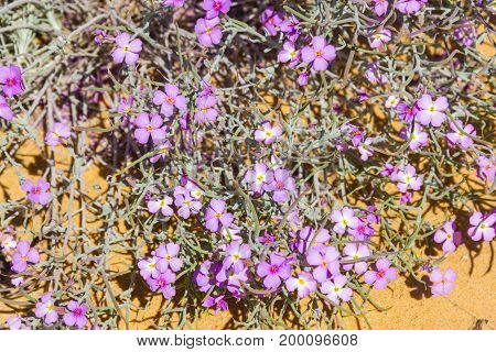 Flowers  In Almograve Beach