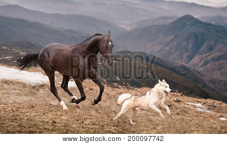 The dark brown horse run with the dog on the mountains background