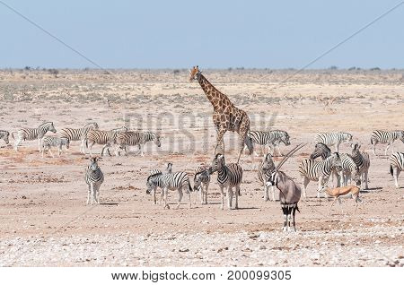 A giraffe oryx springbok and Burchells zebras at a waterhole in Northern Namibia