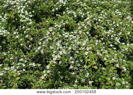 Shoots of Cotoneaster horizontalis bearing small white flowers