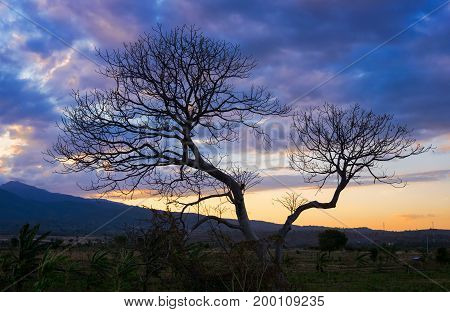 Tree silhouette and colorful sunset and mountains on the background, Lombok, West Nusa Tenggara, Indonesia
