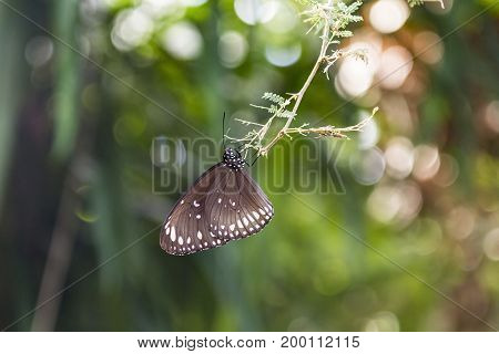 Spotted Black Crow Butterfly (Euploea crameri) dangles from a branch on a sunny day.