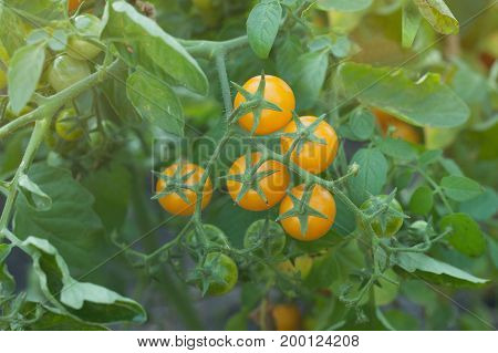 Organic tomatoes ripening in sunlight outdoors in community garden. A bunch of yellow tomatoes