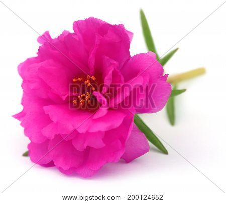 Portulaca grandiflora or moss rose over white background