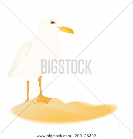 Realistic Sea gull in sand island isolated. Photo realistic vector illustration.