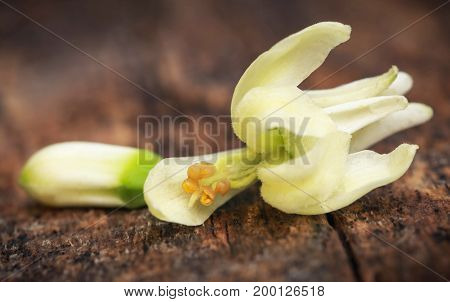 Closeup of Edible moringa flower on timber surface