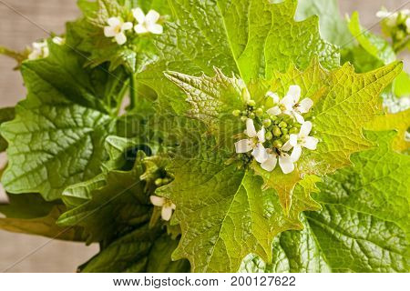 Flowering Garlic Mustard (alliaria Petiolata) - Wild Edible Plant