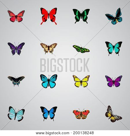 Realistic Morpho Hecuba, American Painted Lady, Green Peacock And Other Vector Elements