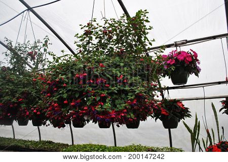 Pink and Purple Fuschia Hanging Plants in the Greenhouse