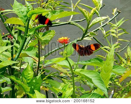 An exotic butterfly, of striking colors stands on a flower called latana camera
