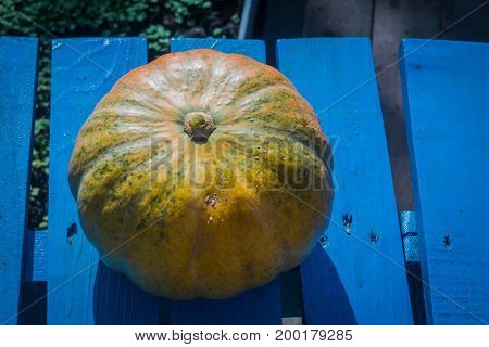 Fresh Big Pumpkin