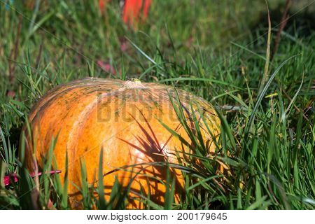 Fresh Big Pumpkin