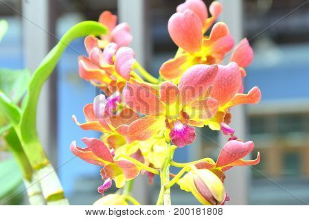 Moth Orchid Flowersbeautiful Red With Yellow Flowers In Full Bloom In The Garden In Spring
