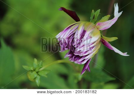 White and purple dahlia in the summer garden