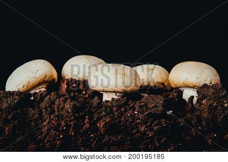 Fresh mashrooms in the ground.
