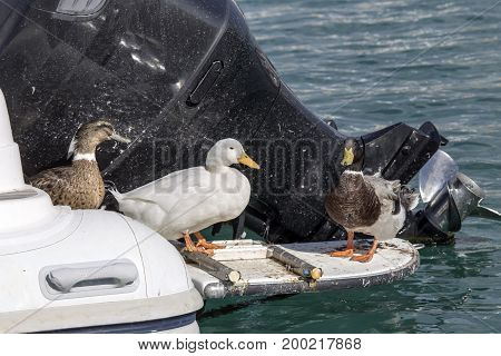 Three ducks resting by the sea closeup