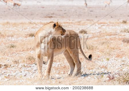 An African Lioness Panthera leo standing and looking back in Northern Namibia
