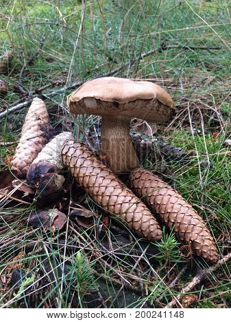 mushrooms in forest - Boletus edulis with Brown cones