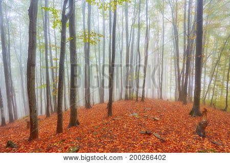 Forest Trail In The Mountains On Autumn Day.