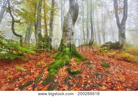 Forest Trail In The Mountains On Autumn Day.